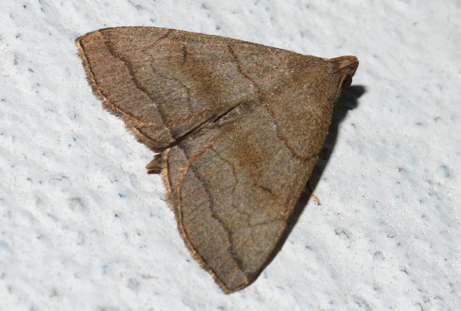 Herminia tarsicrinalis? - S